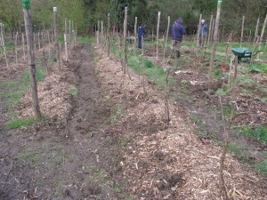 Mulching covers 90cm right under the vines, and turf lifted from the 90cm between the mulched vines